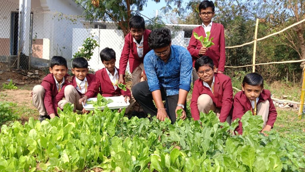 Freshly Grown Vegetables At School For Healthy Meals